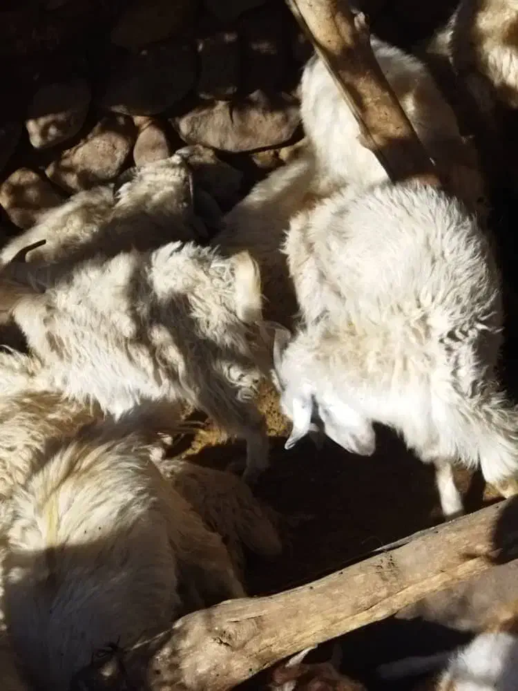 گوسفند فروشی|حیوانات مزرعه|رابر, |دیوار