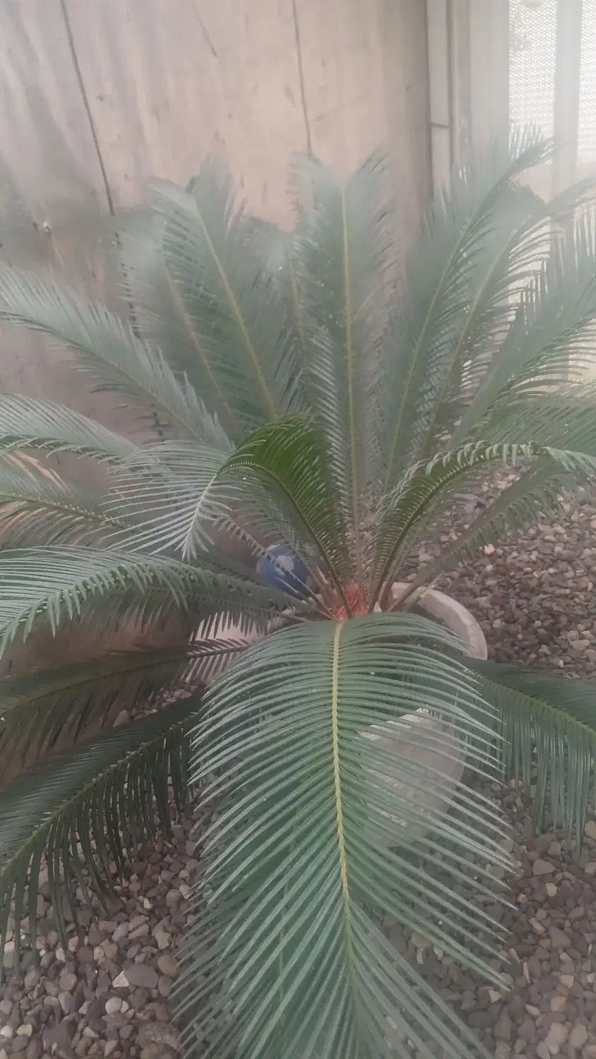 سیکاس ۱۰ ساله|گل و گیاه طبیعی|املش, |دیوار