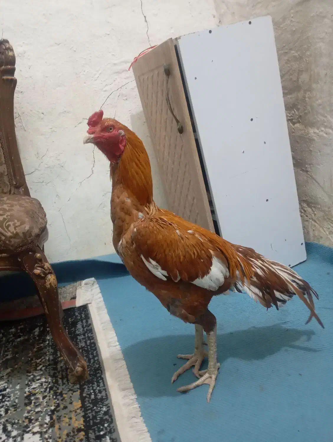 خروس|حیوانات مزرعه|زهک, |دیوار