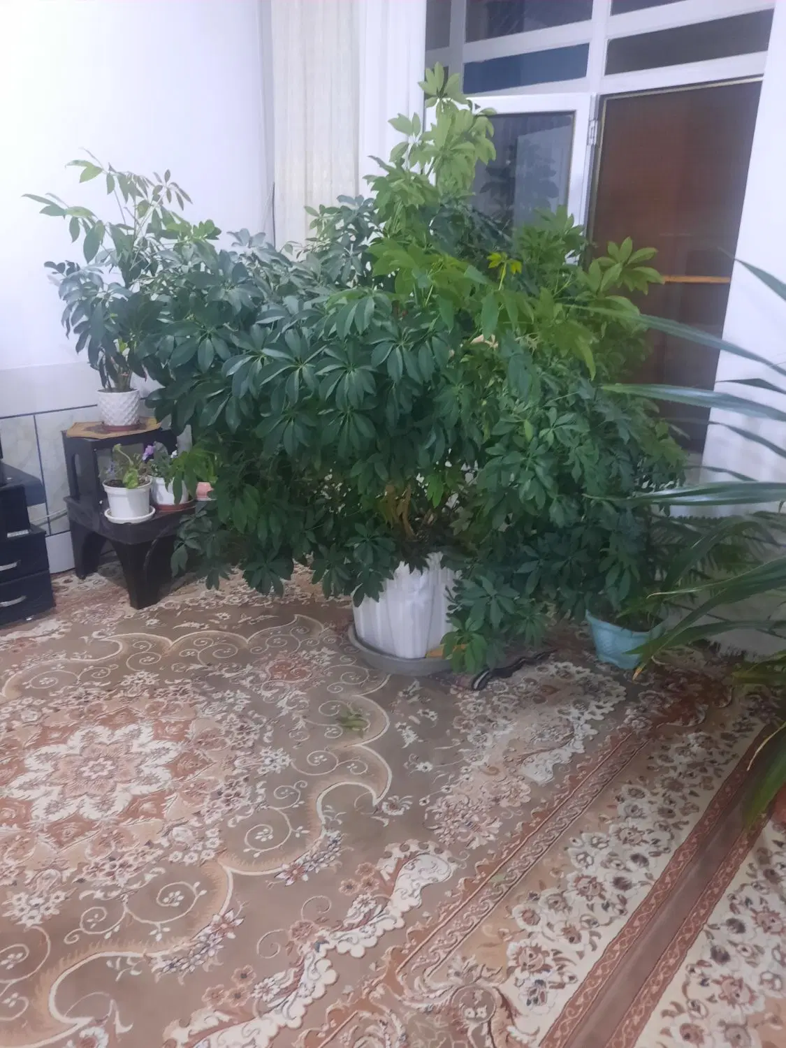 گل شفلرا|گل و گیاه طبیعی|رامشه, |دیوار