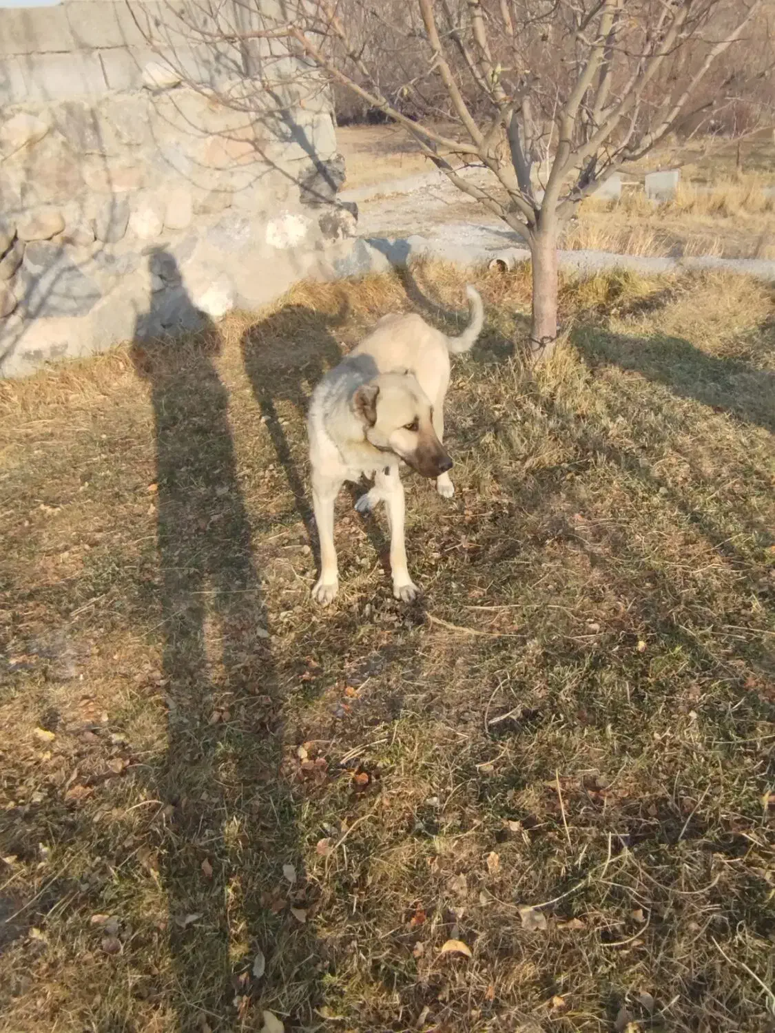 سگ سرابی توله|سگ|باسمنج, |دیوار