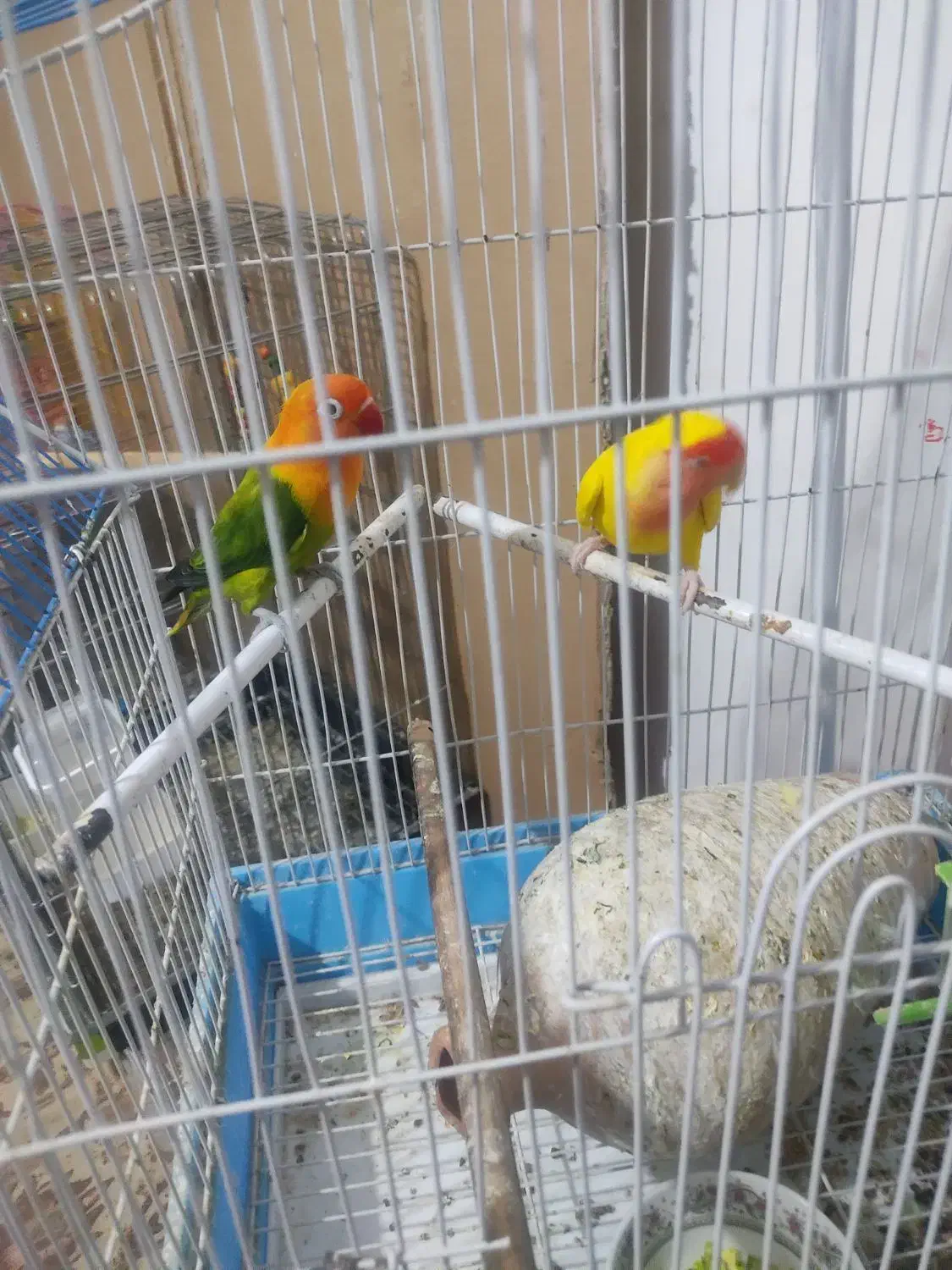 کوتوله نر ماده|پرنده|ایرانشهر, |دیوار