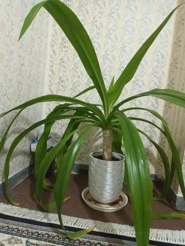 گل خانگی|گل و گیاه طبیعی|قم, شهرک مهدیه|دیوار