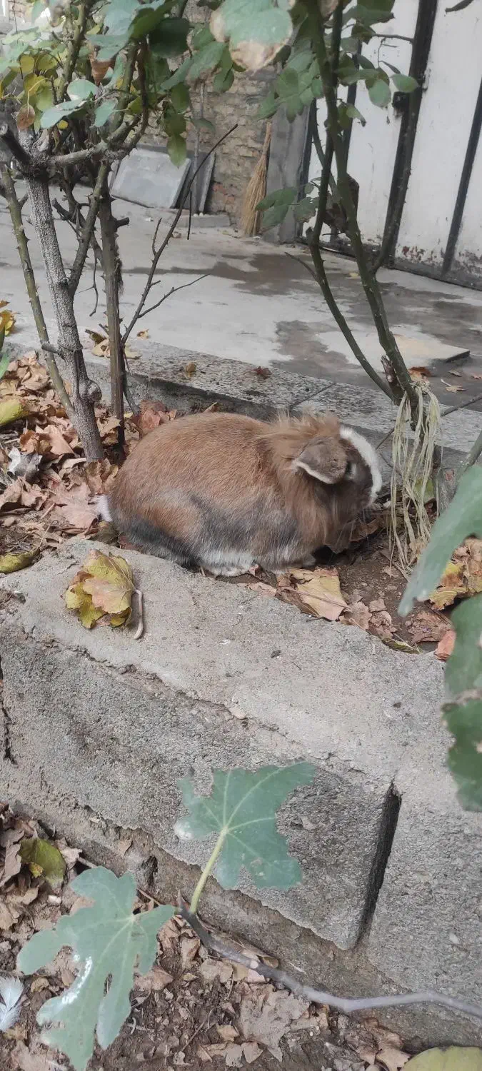 خرگوش لوپ|موش و خرگوش|میاندوآب, |دیوار