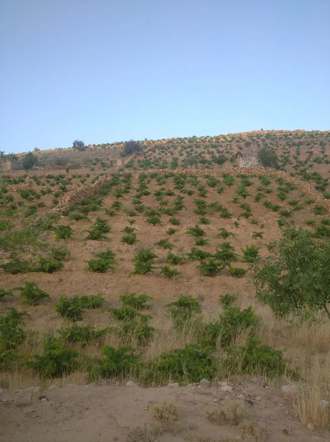 باغ انگور یاقوتی ۳۰۰۰ متری|فروش دفتر صنعتی، کشاورزی، تجاری|شیراز, ویلاشهر|دیوار