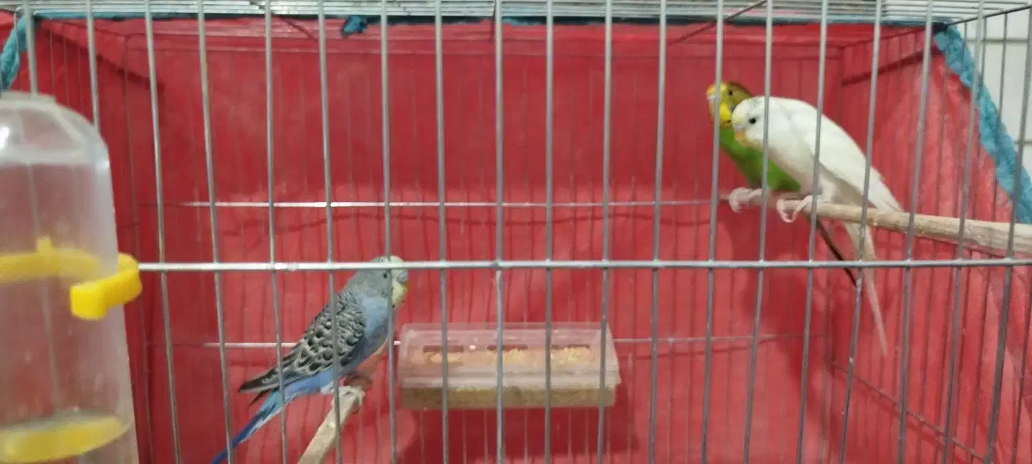 مرغ عشق و فنج با قفس و تجهیزات کامل|پرنده|تاکستان, |دیوار