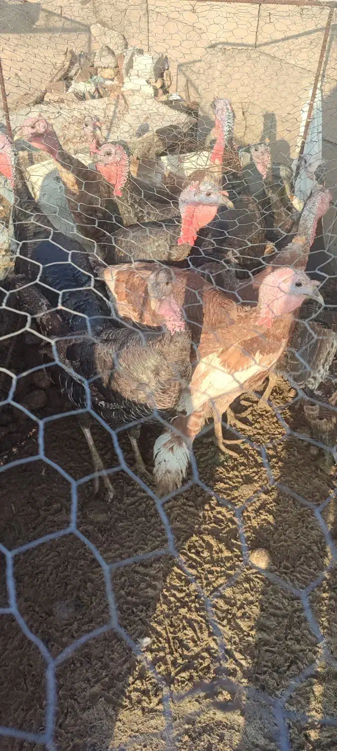 بوقلمون|حیوانات مزرعه|پلدشت, |دیوار