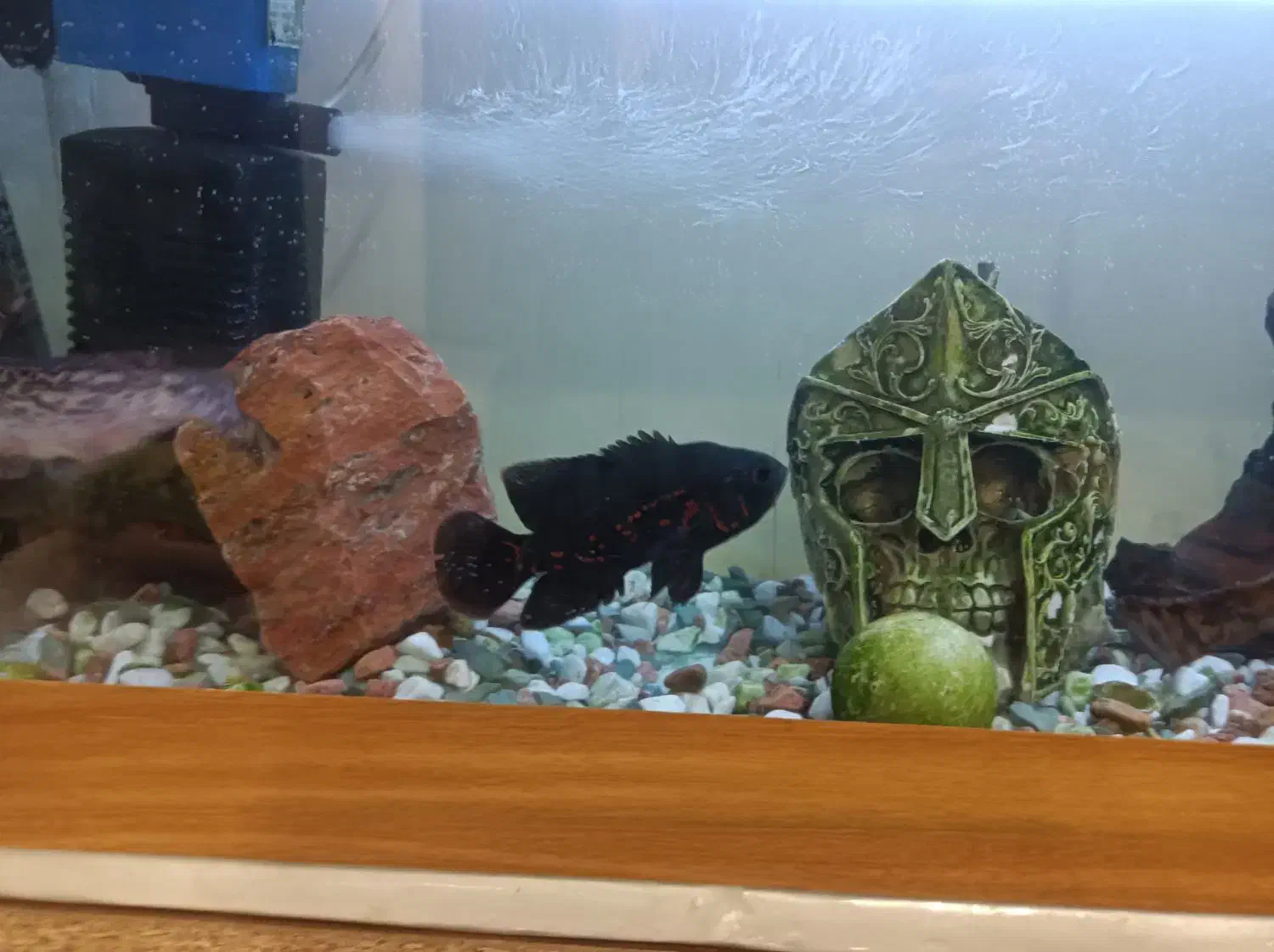 آکواریم و میز فرفوژه و ماهی|ماهی|اصفهان, امیرعرب|دیوار