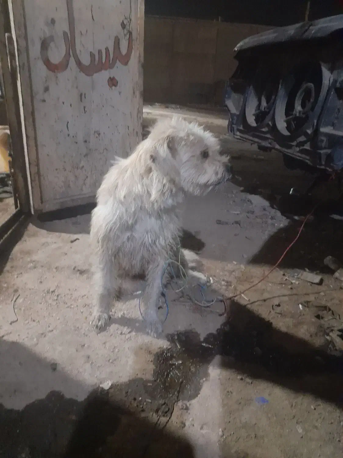 سگ پشمالو|سگ|اهواز, عین ۲|دیوار