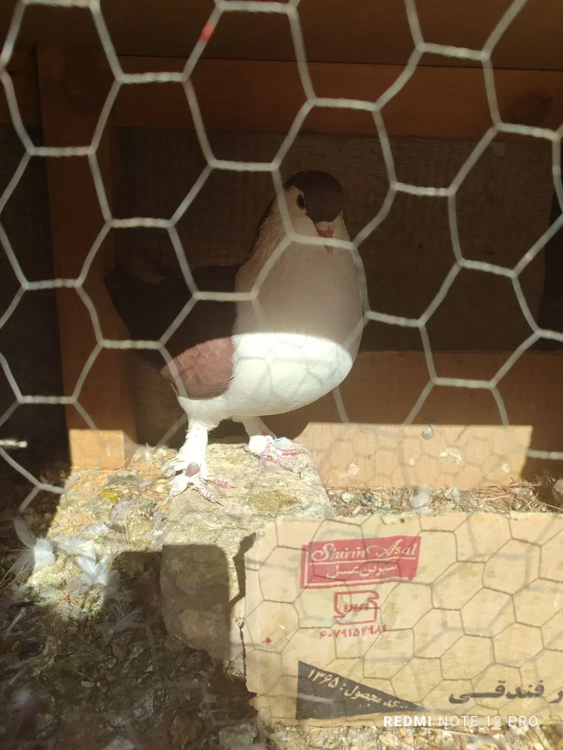 چهار جفت کبوتر|پرنده|صدرا-فارس, فاز ۱|دیوار