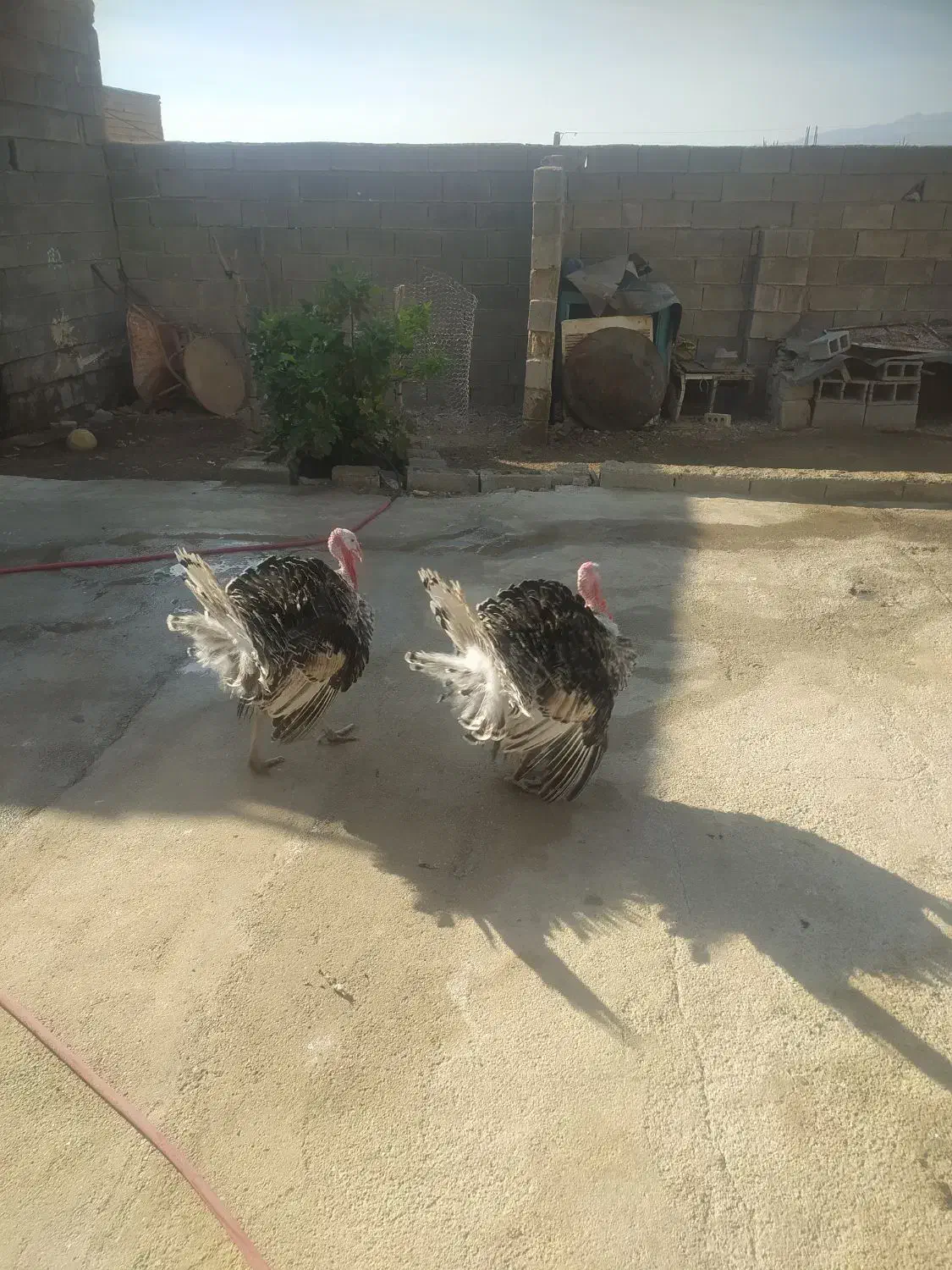 بوقلمون نر|حیوانات مزرعه|لنده, |دیوار