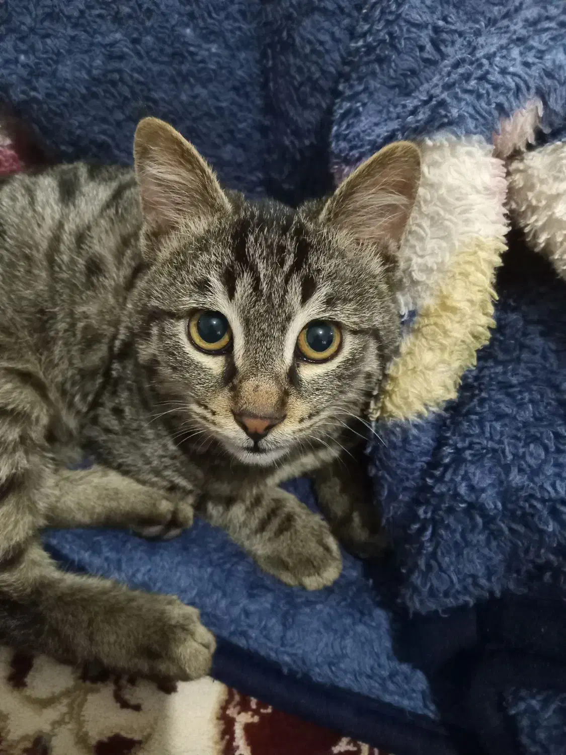 واگذاری بچه گربه|گربه|گلبهار, شهر جدید گلبهار|دیوار