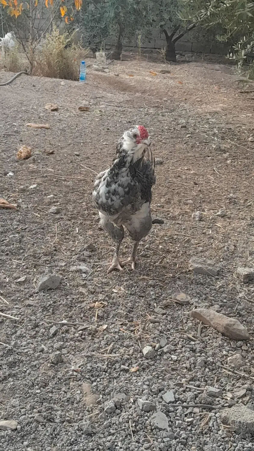 نیمچه گلین|حیوانات مزرعه|طارم, |دیوار