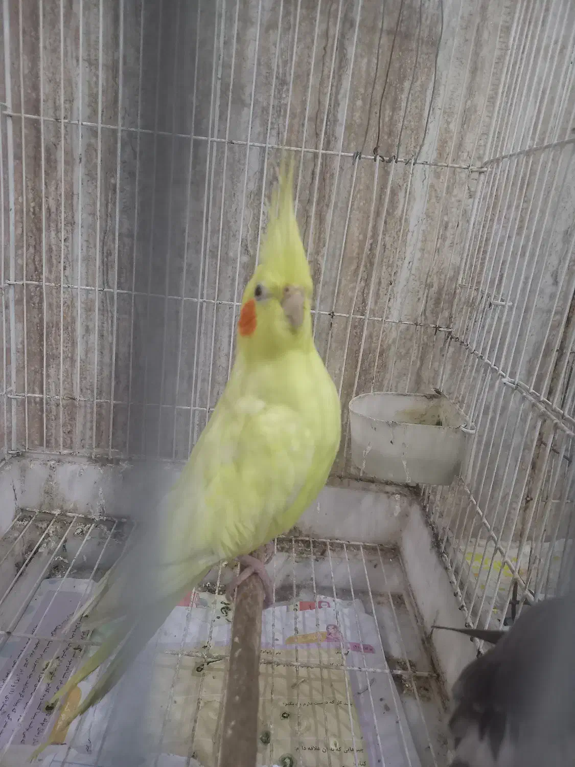 پرنده|پرنده|بابلسر, |دیوار