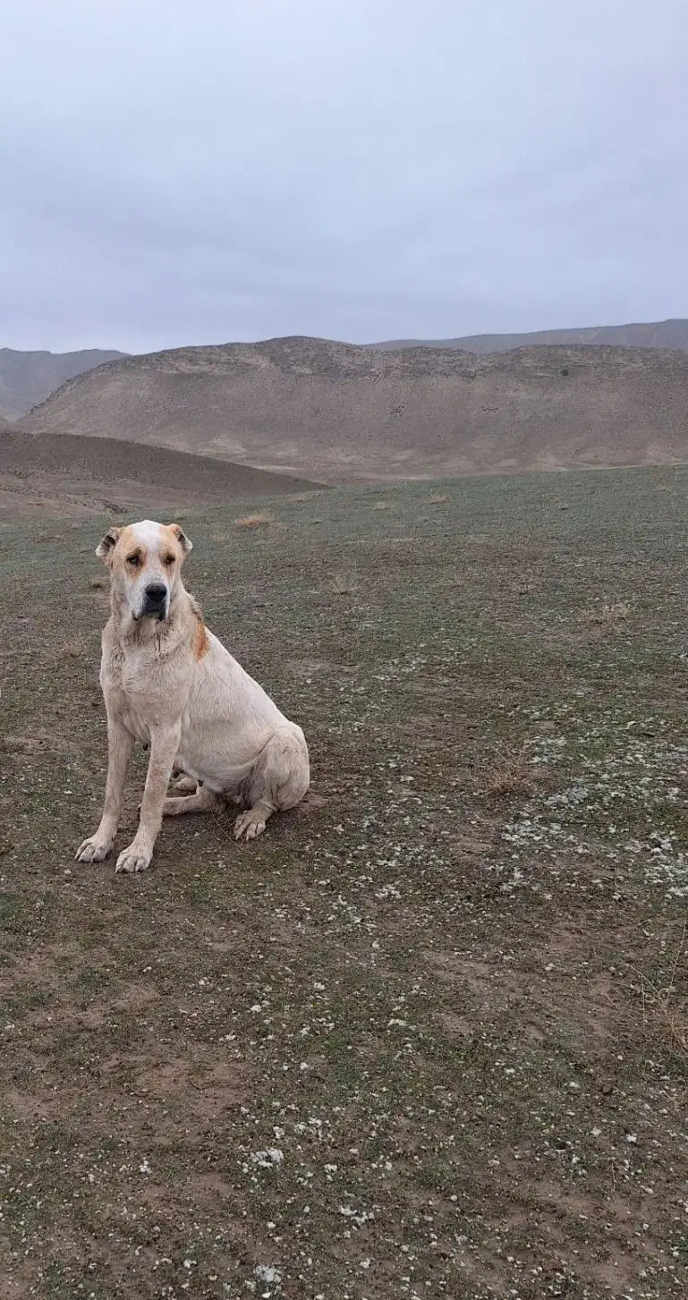 توله سگ خراسانی|سگ|اسفراین, |دیوار