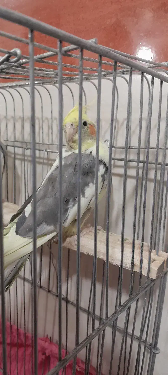 فروش عروس هلندی،دو جفت بالغ آماده تخم گذاری|پرنده|تیکمه داش, |دیوار