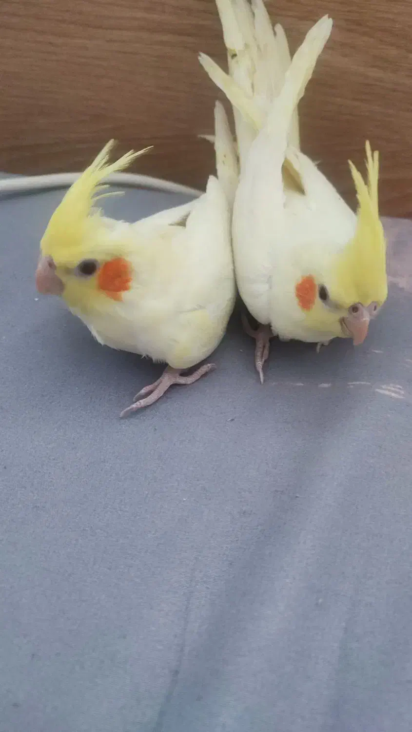 جوجه عروس و جفت مولد|پرنده|تهران, هلال احمر|دیوار