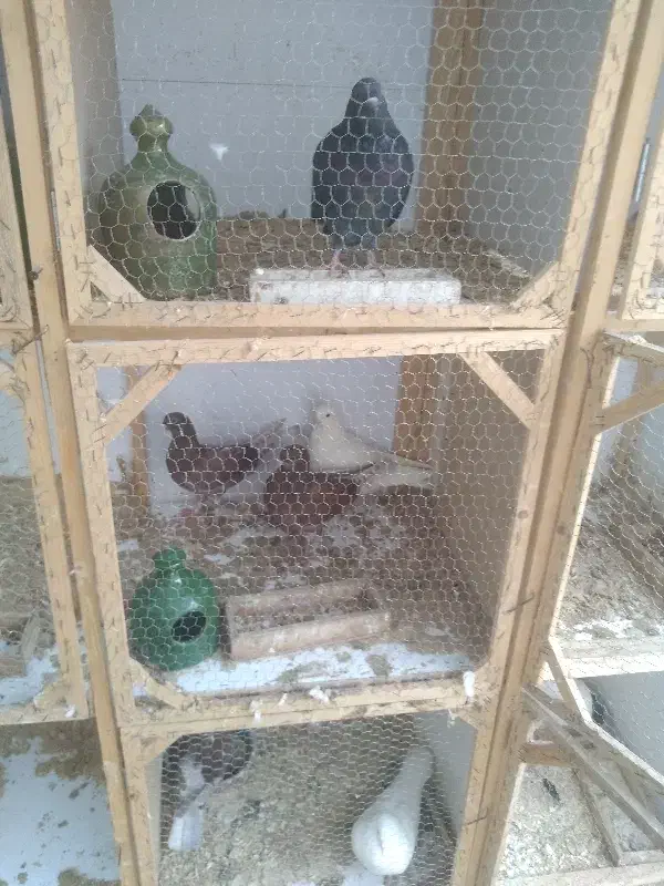 فروش کبوتر|پرنده|رشت, دیانتی|دیوار