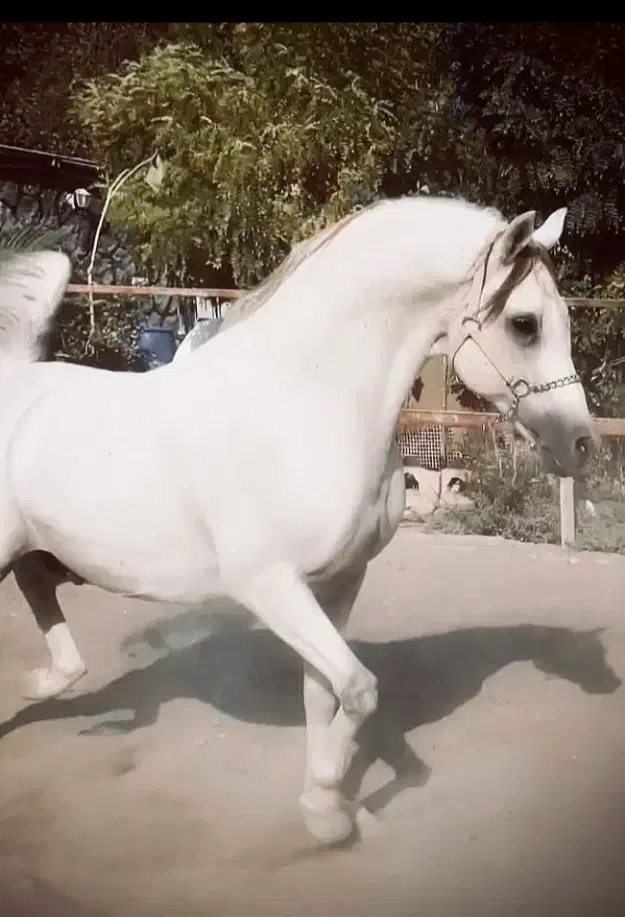 تعلیم و سواری 0تا100|اسب و تجهیزات اسب‌سواری|محمدشهر, محمدشهر|دیوار