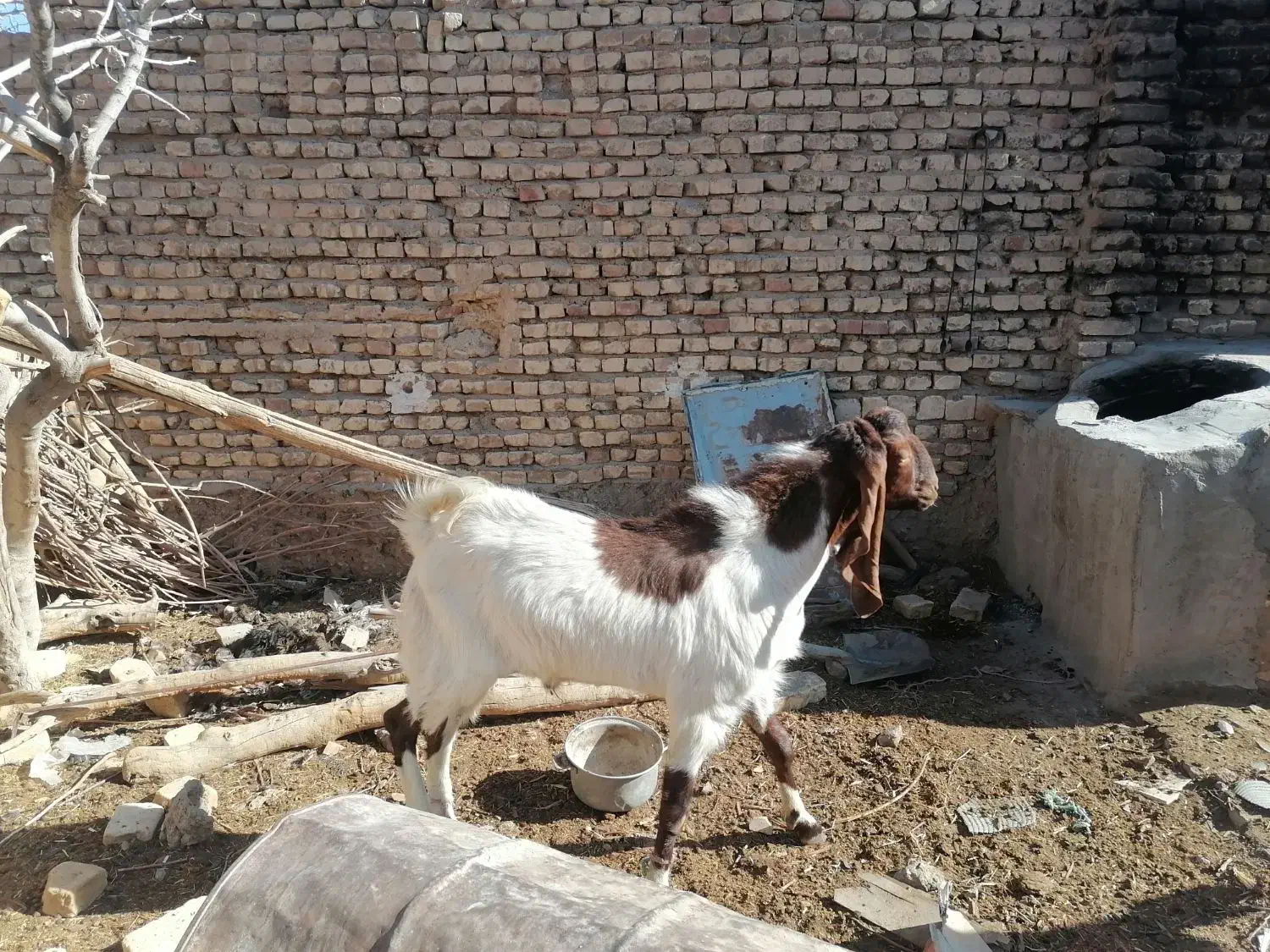 چپش پاکستانی|حیوانات مزرعه|مهریز, |دیوار