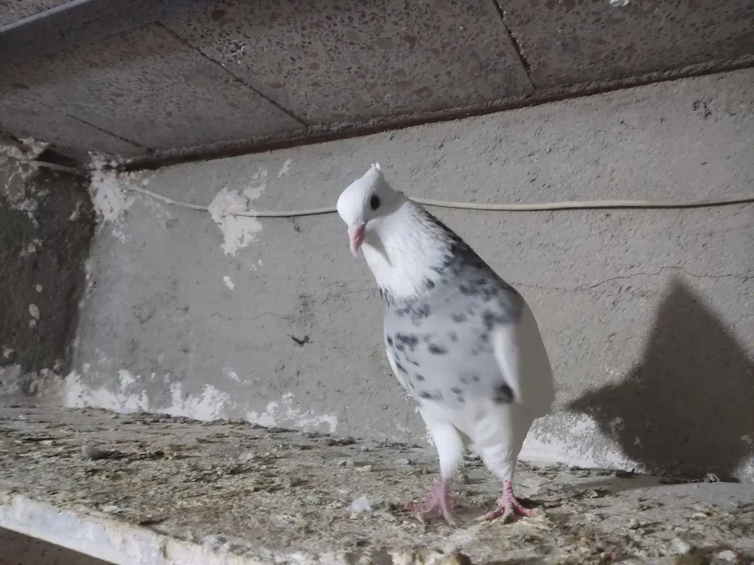 کبوتر|پرنده|دیواندره, |دیوار