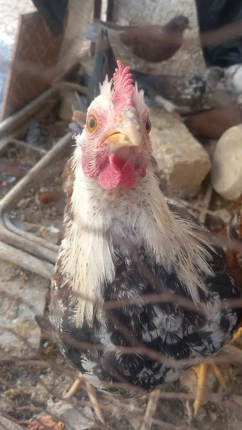 دو عدد مرغ بومی|حیوانات مزرعه|برخوار, |دیوار