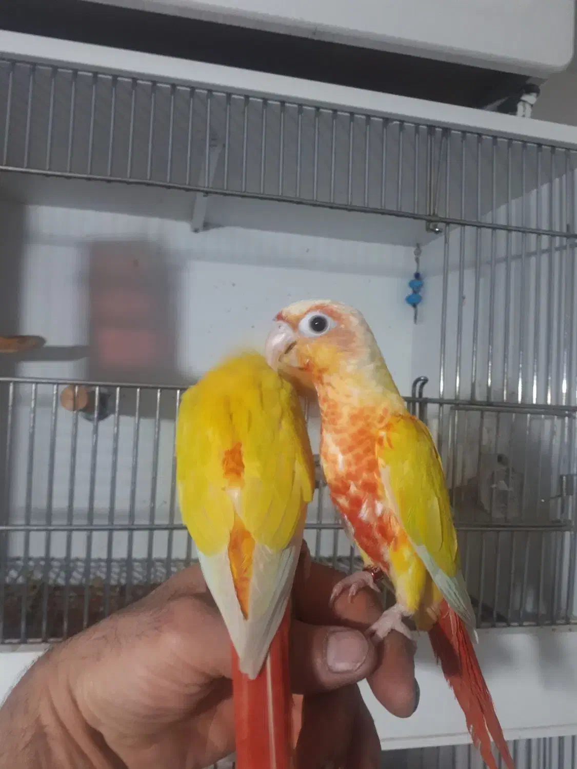 ردچیک|پرنده|فردیس, نگارستان|دیوار