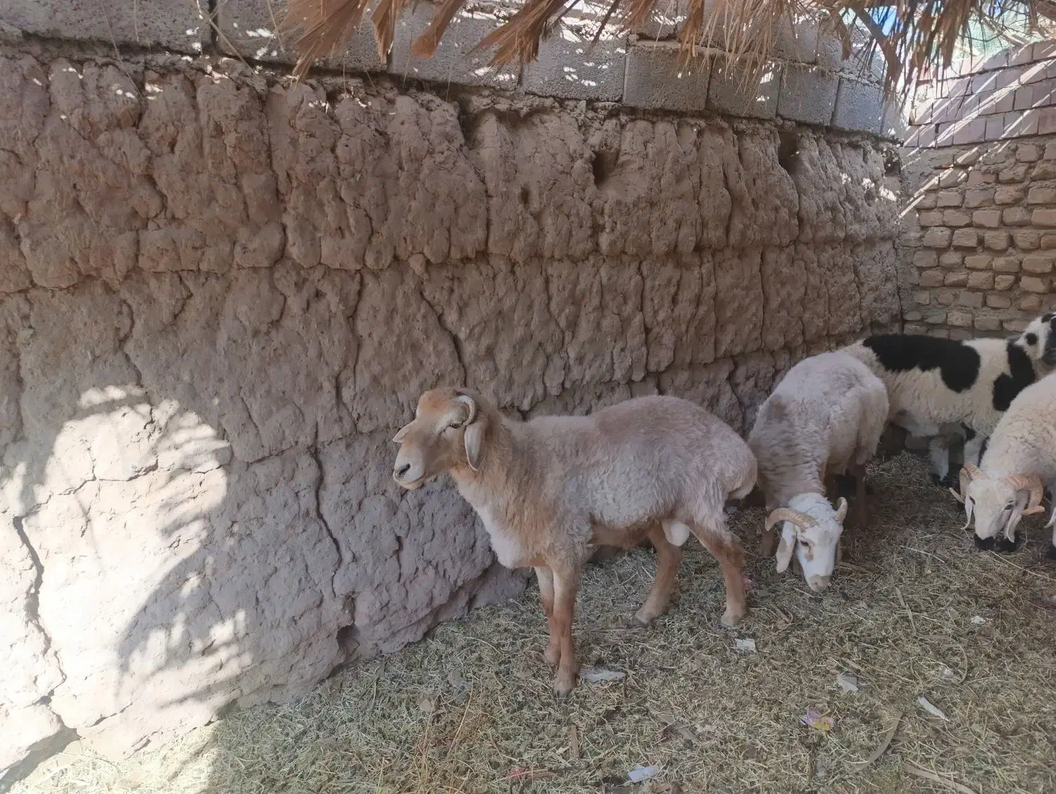 بره شیرازی اصل|حیوانات مزرعه|نرماشیر, |دیوار