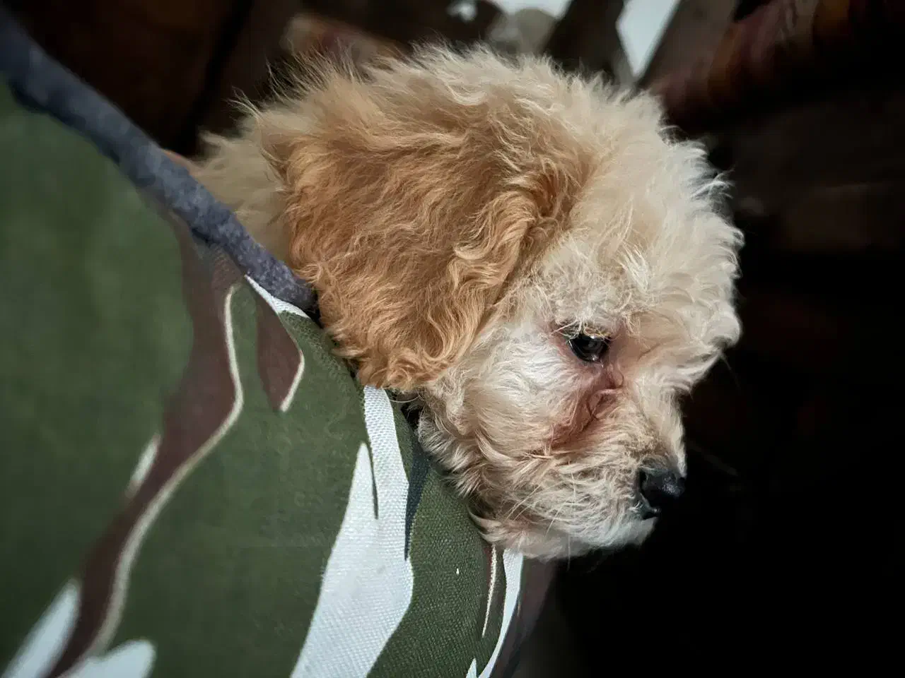 پودل مینیاتوری اپریکات ۳ ماهه|سگ|کرج, گوهردشت|دیوار