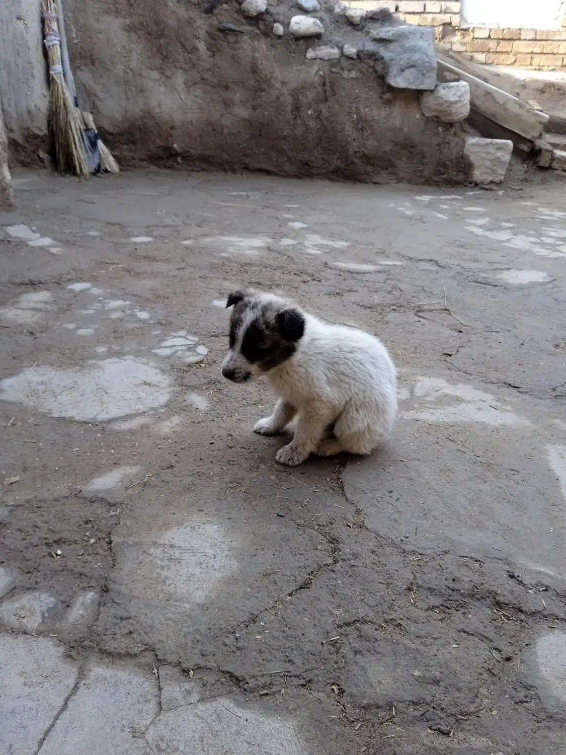 توله سگ|سگ|انگوران, |دیوار