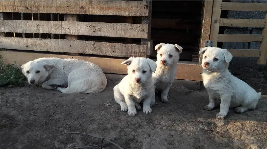 پاکوتا سرابی|سگ|مشکیندشت, |دیوار