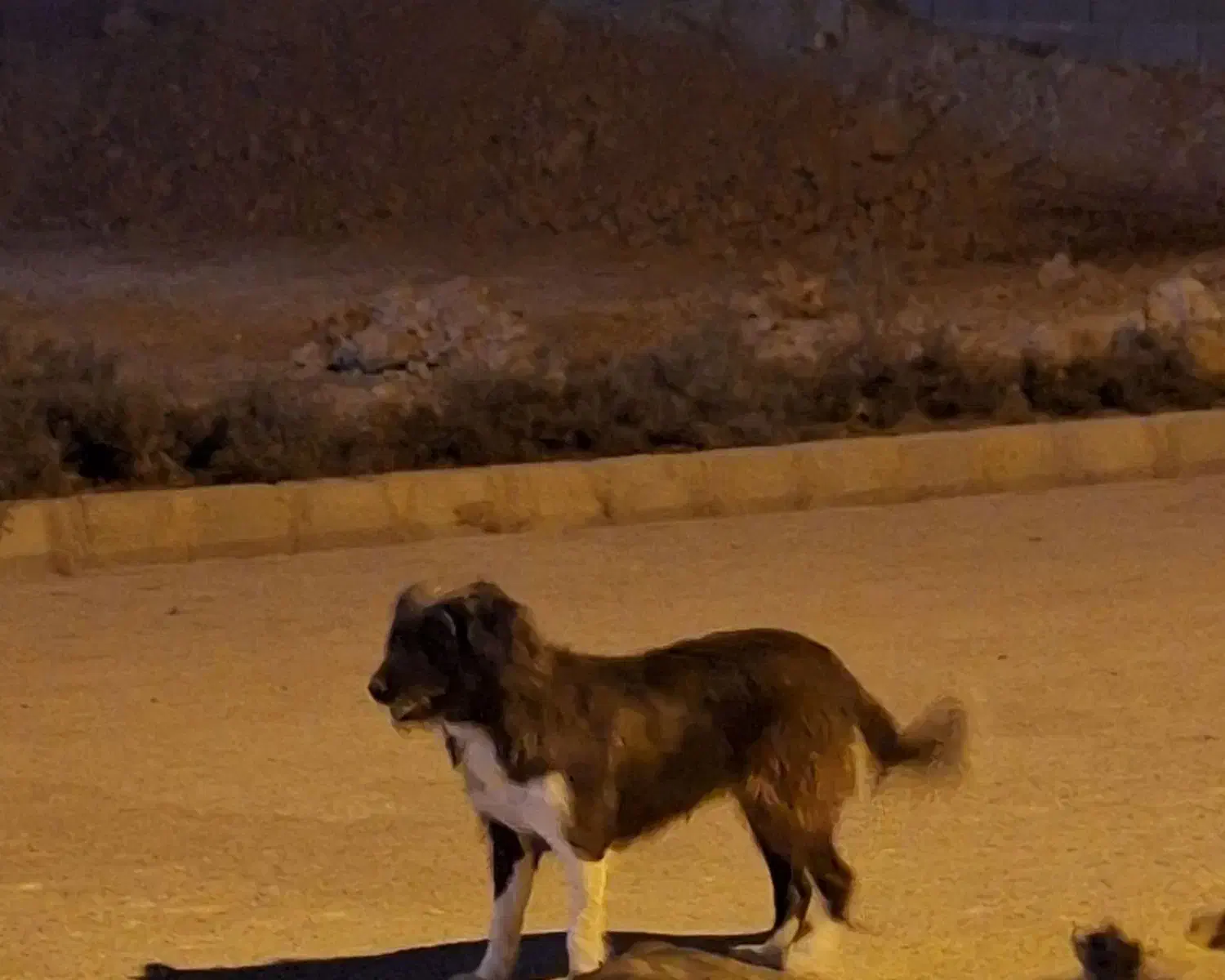 برجی ماده جوان|سگ|شوشتر, |دیوار