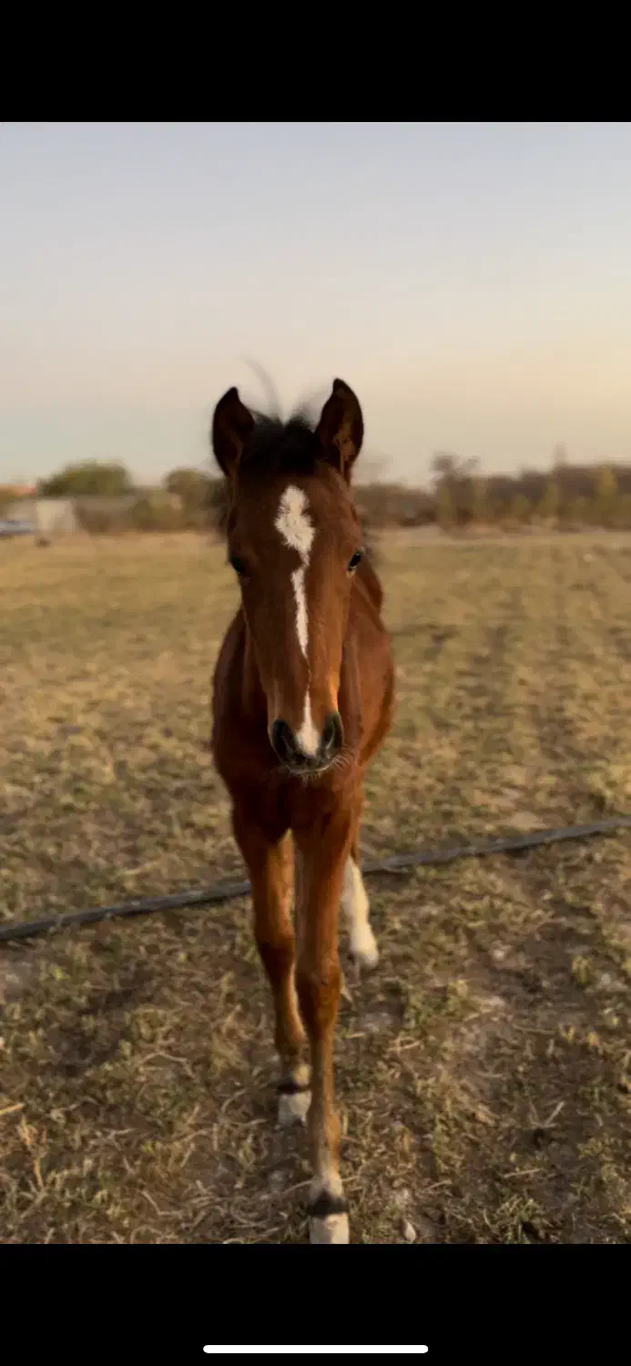 کره عرب یسر ۵ ماهه|اسب و تجهیزات اسب‌سواری|شهریار, اسکمان|دیوار