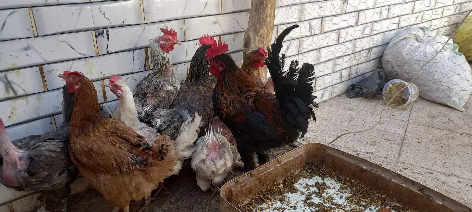 مرغ خروس محلی|حیوانات مزرعه|کرمان, |دیوار