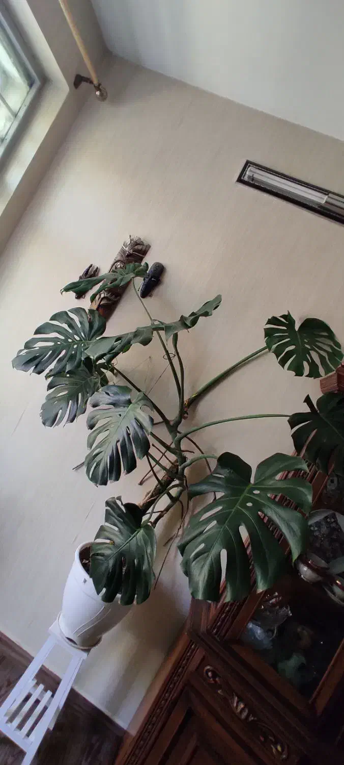 برگ انجیری و سانسوریا ابلق|گل و گیاه طبیعی|هشتگرد, خور|دیوار