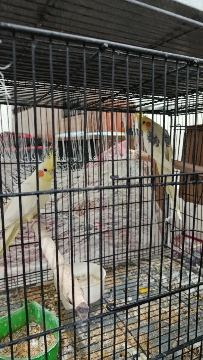 ۳ جفت عروس هلندی به همراه ۳ عدد جوجه|پرنده|طبس, |دیوار