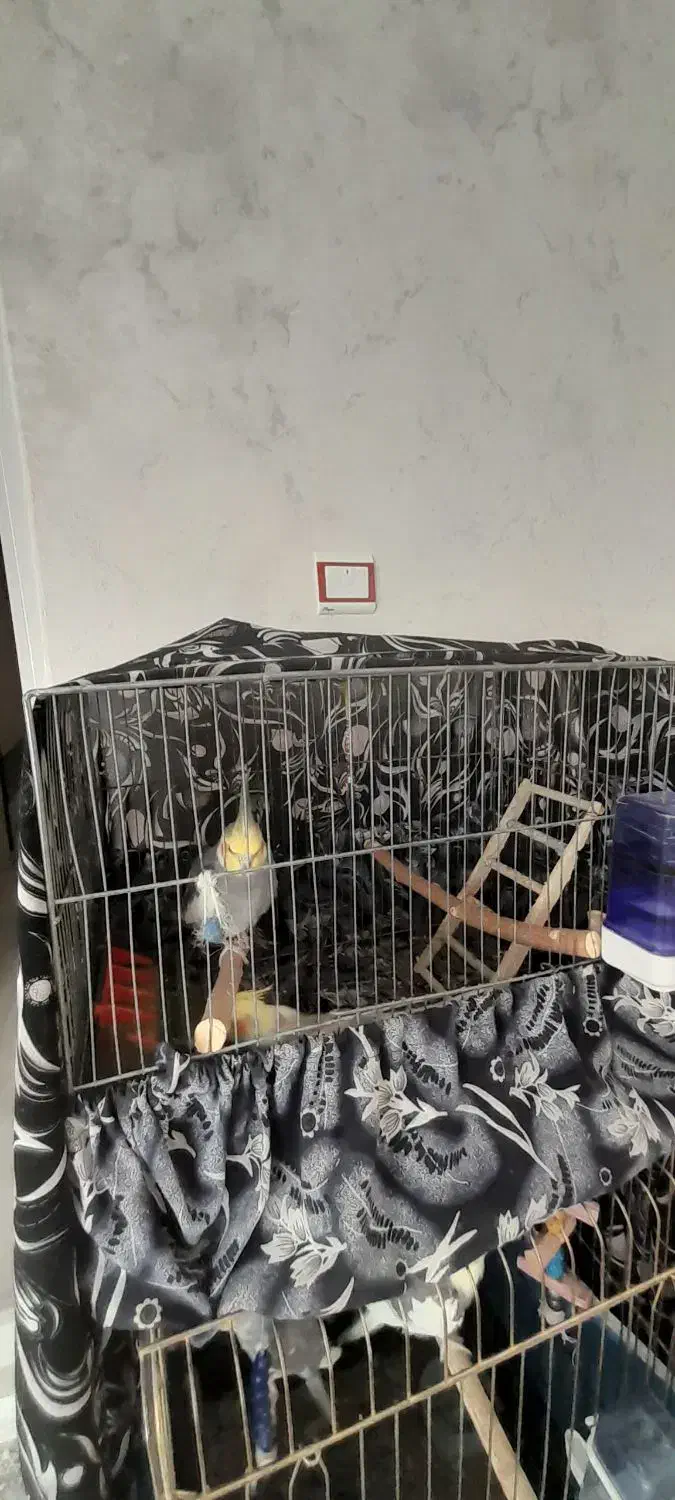 ۵عددعروس هلندی|پرنده|رزن, |دیوار