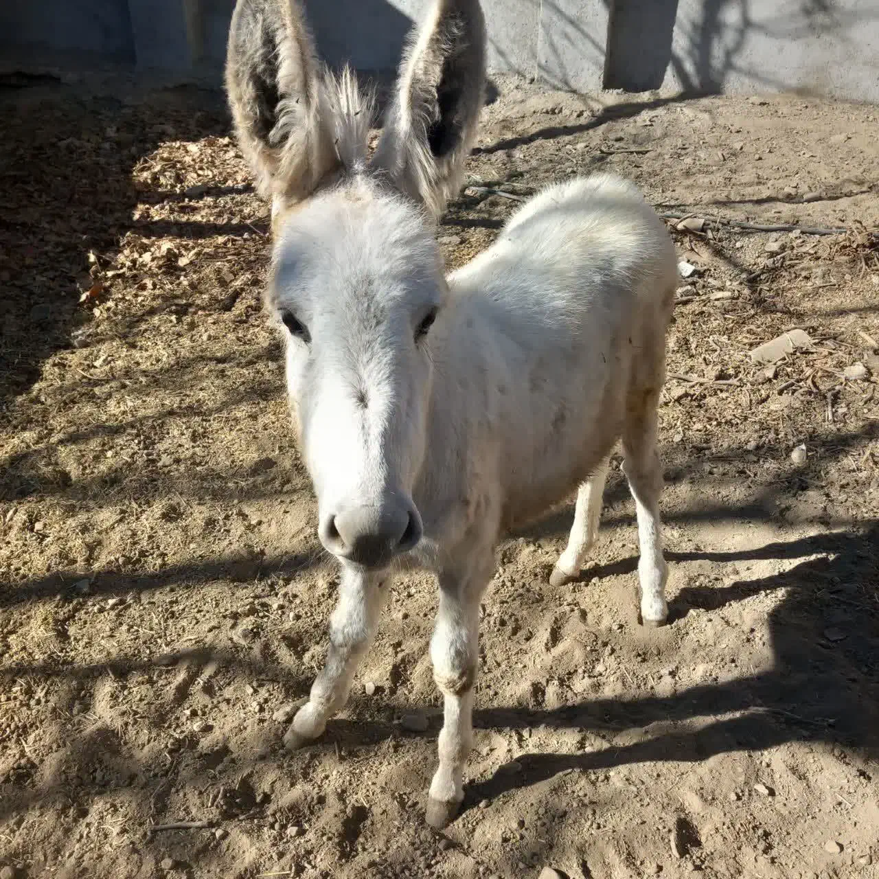 کره الاغ نر سفید|حیوانات مزرعه|درگزین, |دیوار