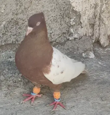 پرنده|پرنده|خرمشهر, |دیوار