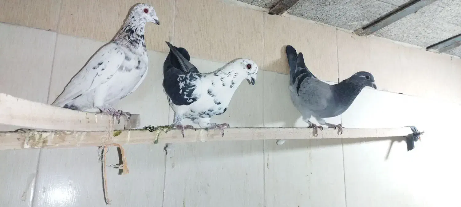 کبوتر|پرنده|مشهد, پارک کوهستان|دیوار