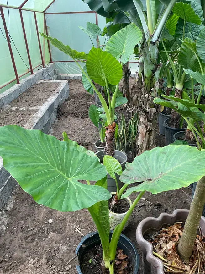 بابا آدم|گل و گیاه طبیعی|آستانه اشرفیه, |دیوار