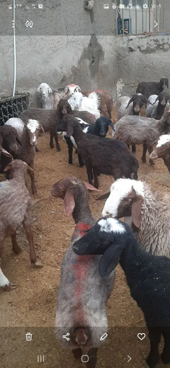 بره ماده ۲۰عده|حیوانات مزرعه|هرسین, |دیوار