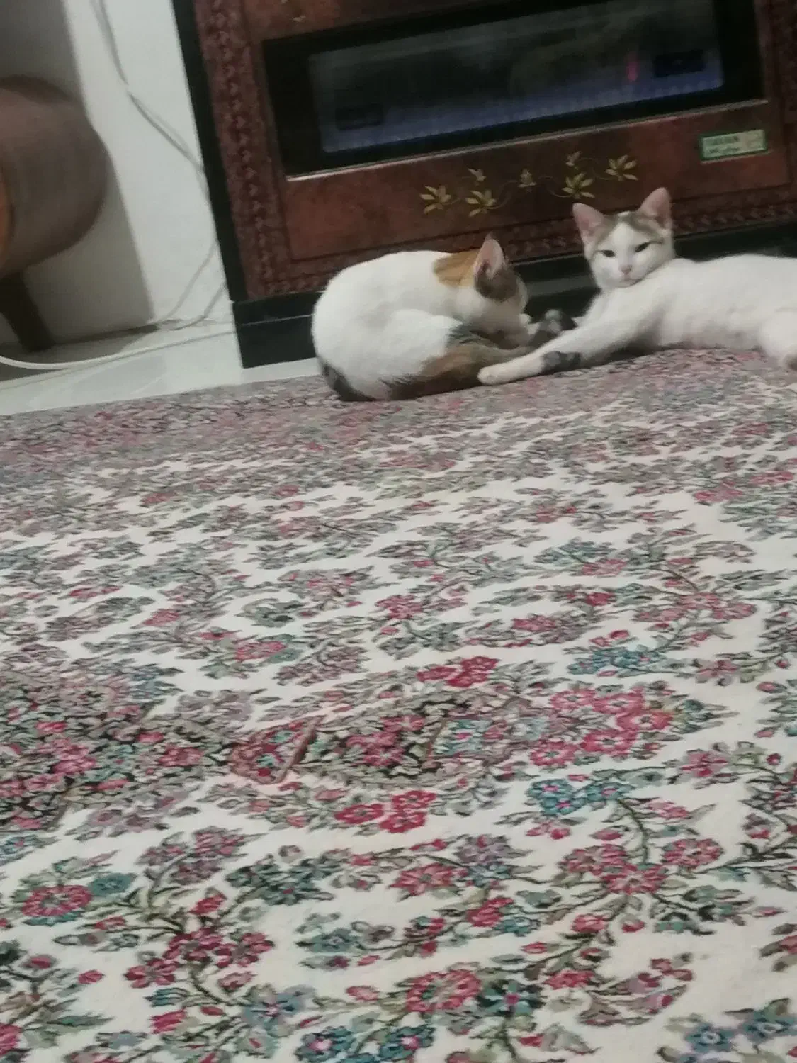 گربه بازی گوش|گربه|کرمان, |دیوار