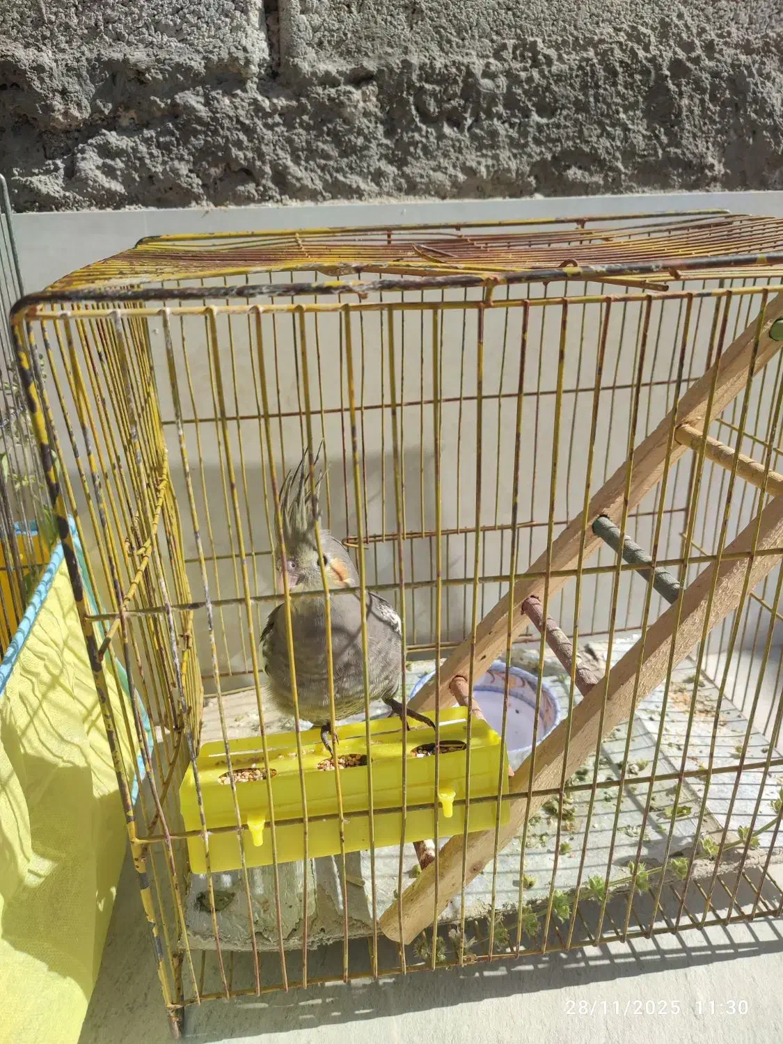 عروس هلندی|پرنده|ابرکوه, |دیوار