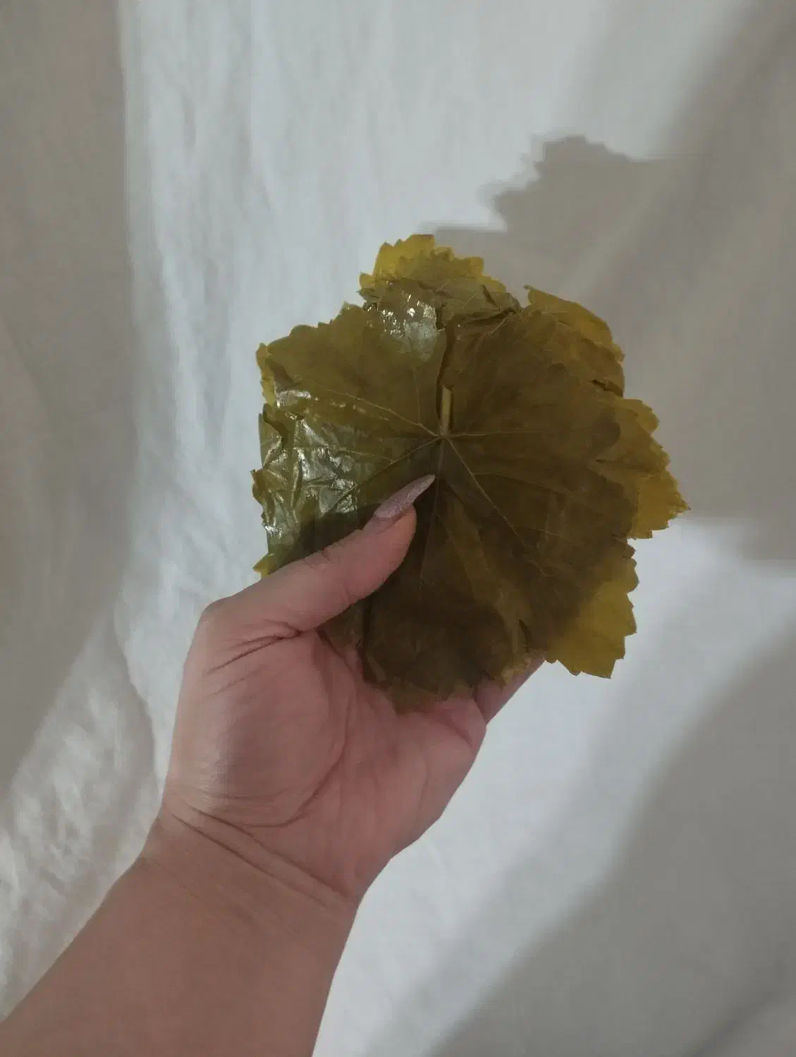 برگ مو دلمه تازه|خوردنی و آشامیدنی|مراغه, |دیوار