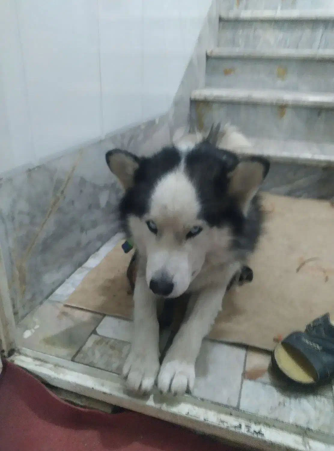 فروشی فوری|سگ|قم, ولیعصر|دیوار