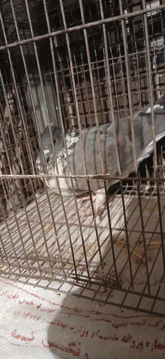 کبوتر|پرنده|مسجد سلیمان, |دیوار