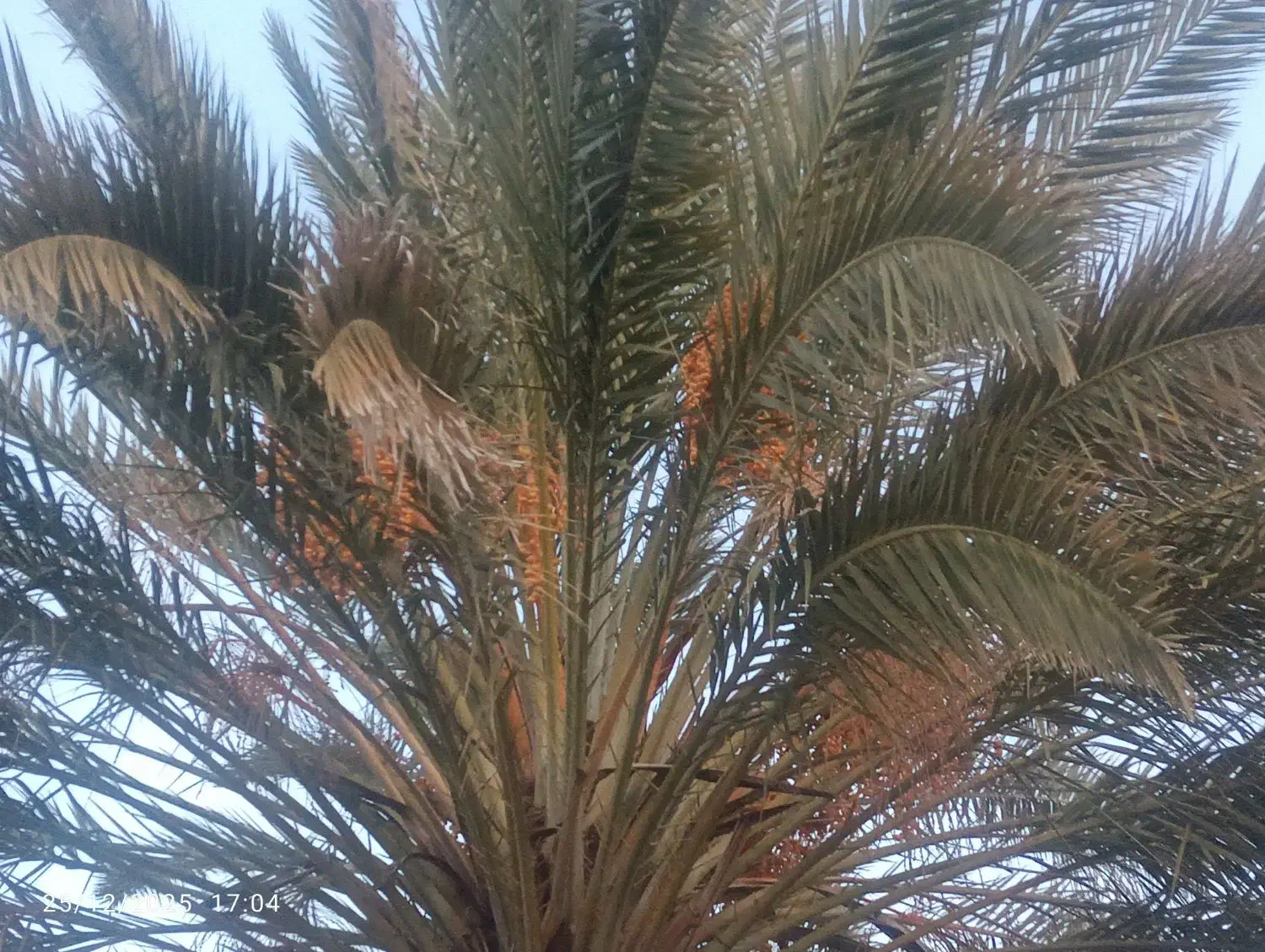 نخل|گل و گیاه طبیعی|شیراز, بید زرد|دیوار