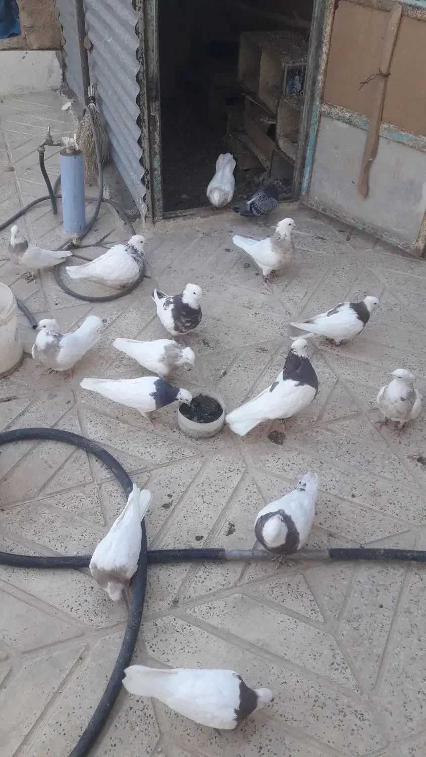 کبوتر طوقی|پرنده|سنندج, |دیوار