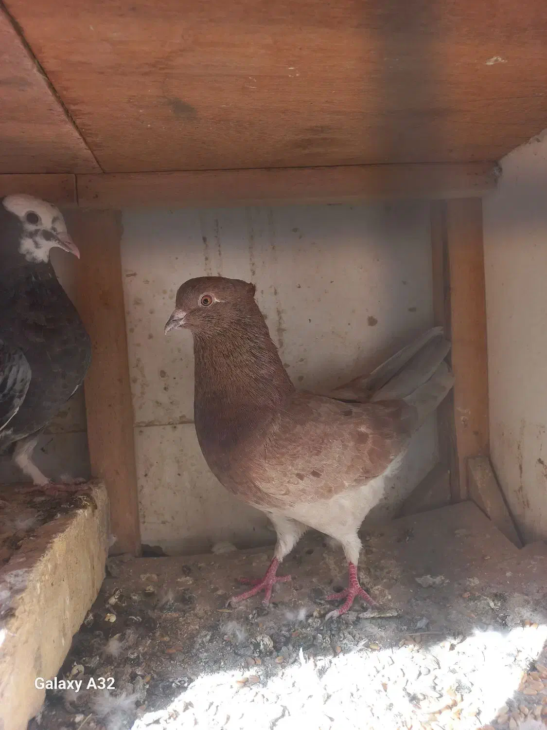 کفتر|پرنده|قم, باجک یک|دیوار